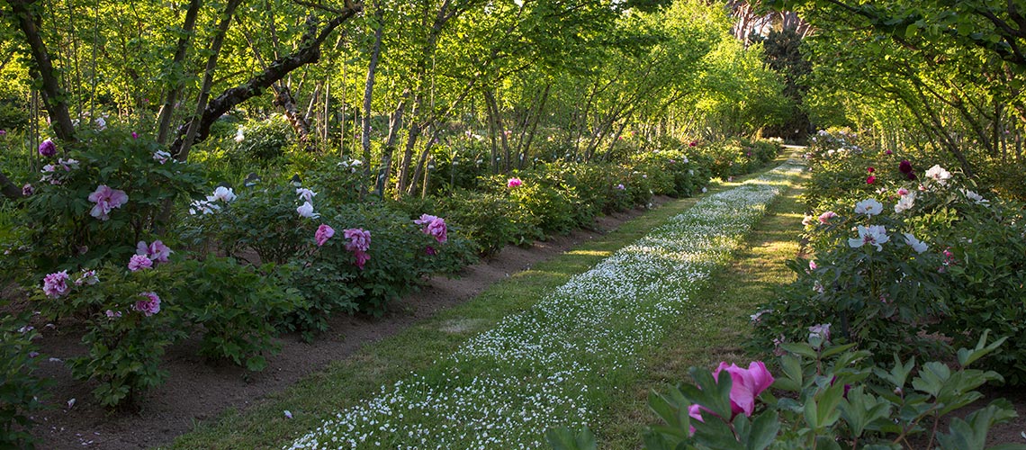 Centro Botanico Moutan