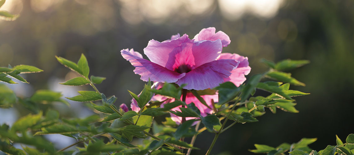 Visita al Centro Botanico Moutan