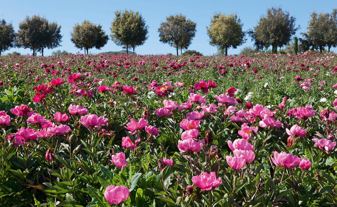 Peonie in fiore al Centro Botanico Moutan