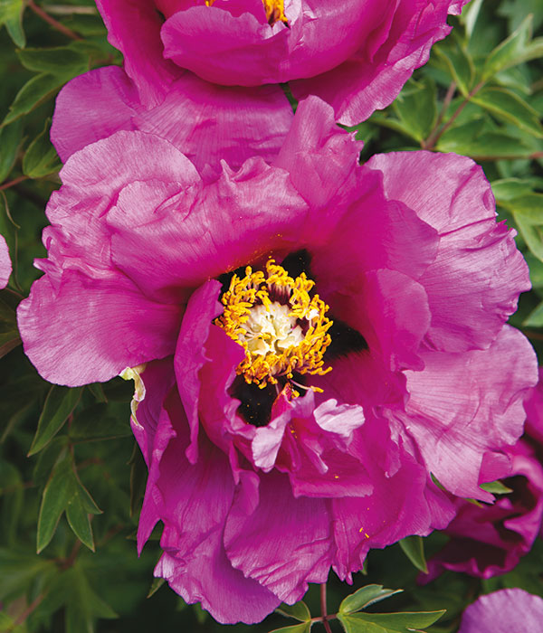 Rocki peonies