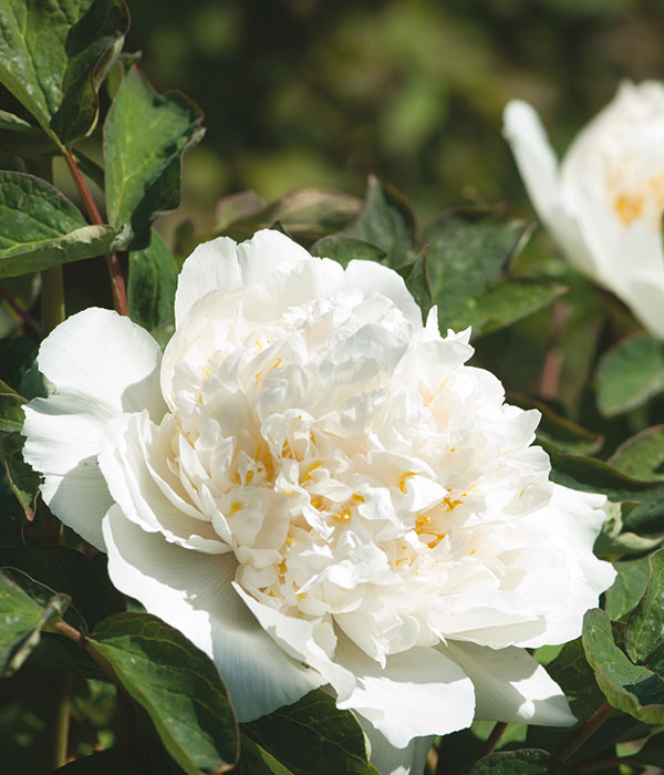 White and cream suffruticose peonies