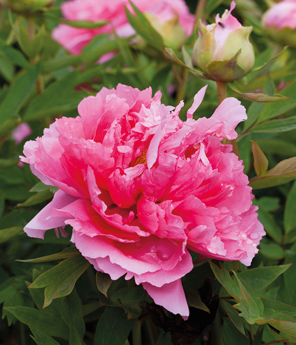 Coral suffruticose peonies