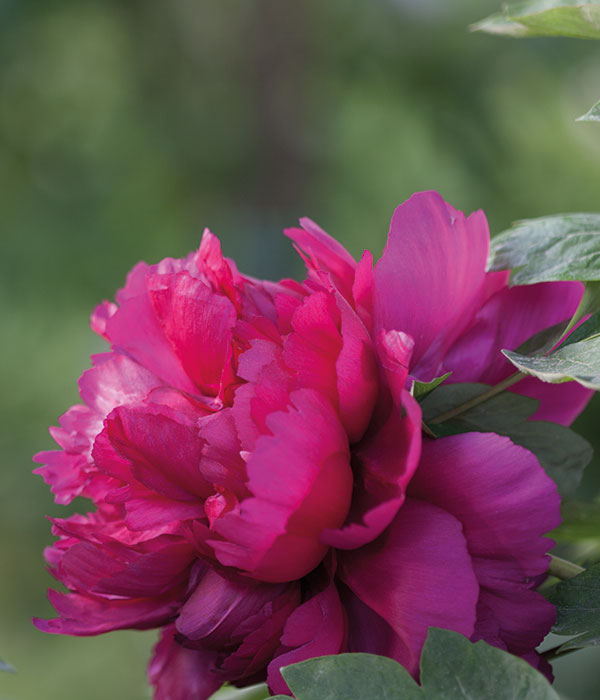 Purple suffruticose peonies