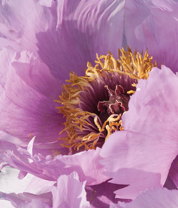 Pink suffruticose peonies