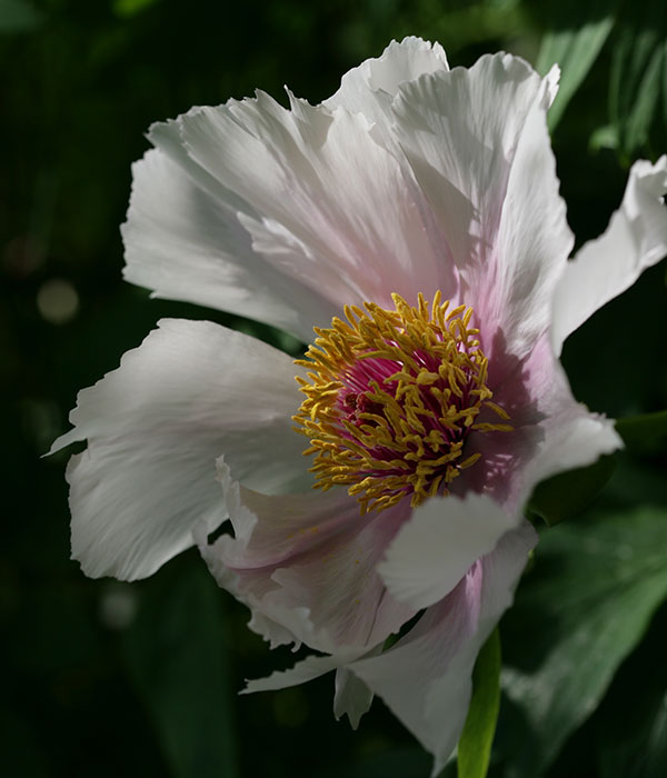 Peonia Quii, Jishanensis - Centro Botanico Moutan