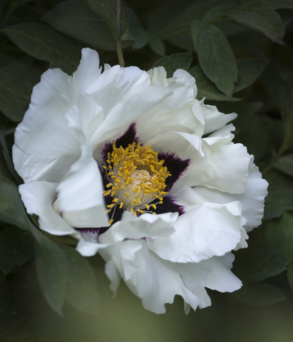 Peonia Rocki - Centro Botanico Moutan