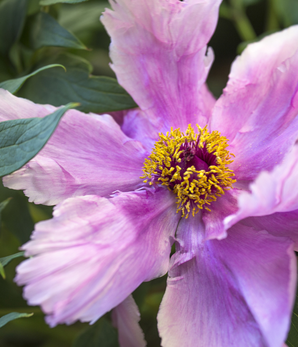 Peonia decomposita o Szechuanica - Centro Botanico Moutan