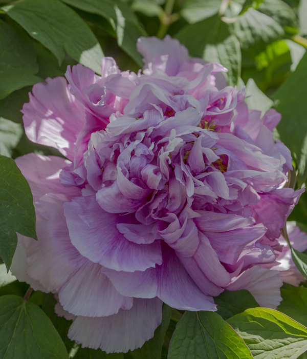 Peonia suffruticosa - Centro Botanico Moutan