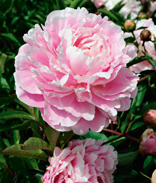 Peonie erbacee - Centro Botanico Moutan