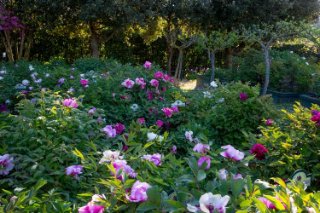 Centro Botanico Moutan