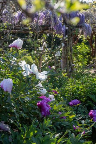 Centro Botanico Moutan