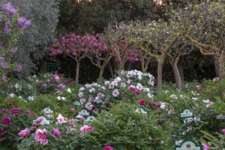Centro Botanico Moutan