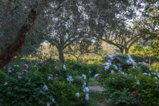 Centro Botanico Moutan