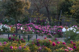 Centro Botanico Moutan