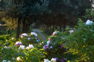 Centro Botanico Moutan
