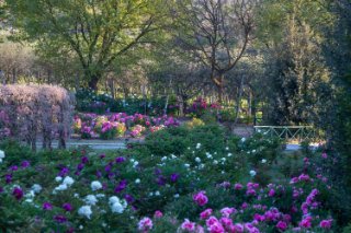 Centro Botanico Moutan